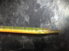 Hippichthys cyanospilos