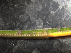 Hippichthys cyanospilos