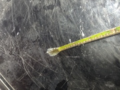 Hippichthys cyanospilos