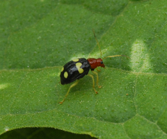 Gynandrobrotica lepida
