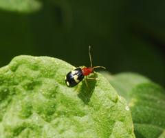 Gynandrobrotica lepida