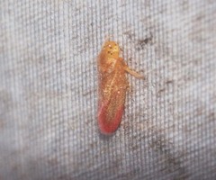 Eoscarta punctata