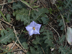 Solanum pungetium