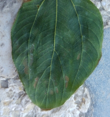Ziziphus mauritiana