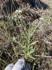 Cryptantha kinkiensis