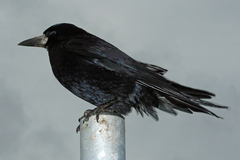 Corvus frugilegus