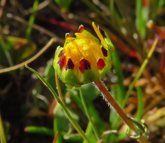Blennosperma nanum