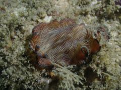 Pseudobiceros fulgor