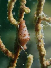 Crenavolva striatula