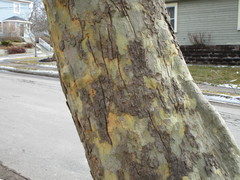 Platanus × hispanica