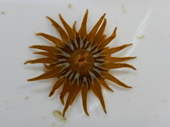 Anemonia sargassensis