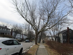 Platanus × hispanica