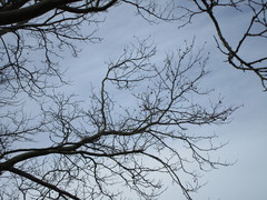 Platanus × hispanica