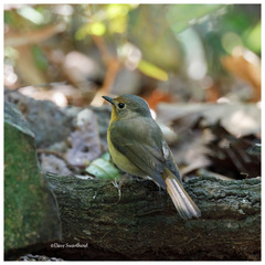 Cyornis whitei
