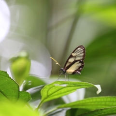 Methona confusa psamathe