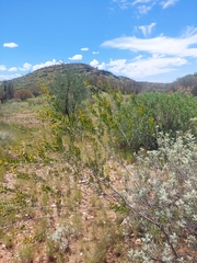 Acacia dictyophleba