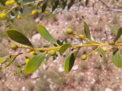 Acacia dictyophleba