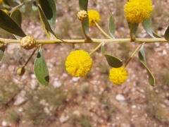 Acacia dictyophleba