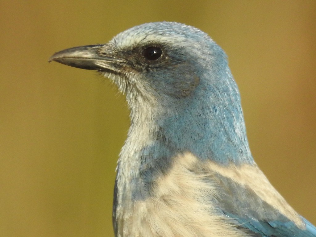 Florida Scrub Jay