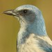 Florida Scrub-Jay - Photo (c) JeffreyGammon, some rights reserved (CC BY-NC), uploaded by JeffreyGammon