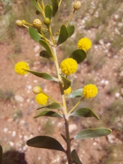 Acacia dictyophleba
