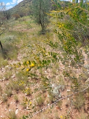 Acacia dictyophleba