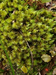 Pulchrinodus inflatus