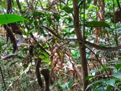 Dendrelaphis caudolineolatus