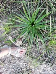 Eryngium horridum