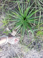 Eryngium horridum