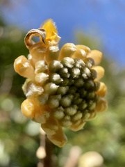 Edgeworthia chrysantha