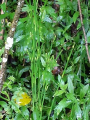 Equisetum bogotense