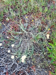 Noticastrum acuminatum