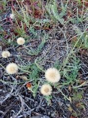 Noticastrum acuminatum