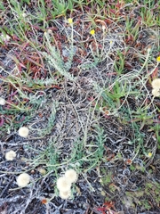 Noticastrum acuminatum
