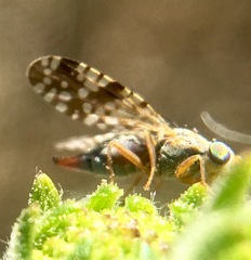 Neotephritis finalis