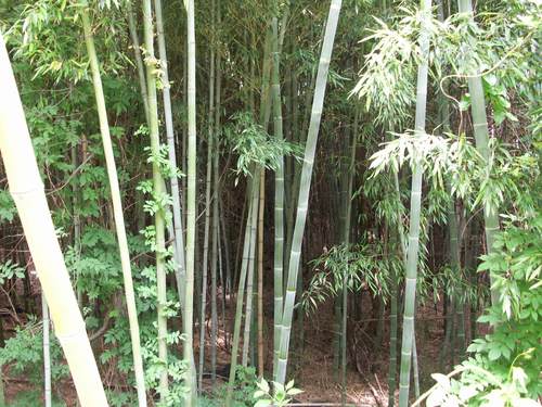 Phyllostachys edulis iNat (2)