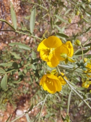 Senna pleurocarpa