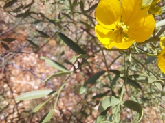 Senna pleurocarpa
