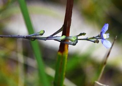Comesperma defoliatum