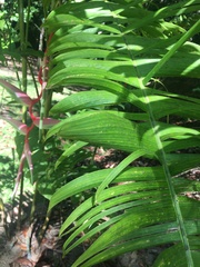 Heliconia chartacea