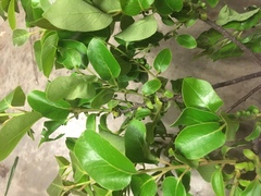 Diospyros virginiana