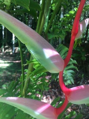 Heliconia chartacea