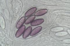 Ascobolus dadei