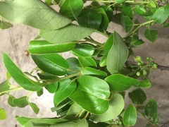 Diospyros virginiana