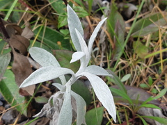 Senecio niveoaureus