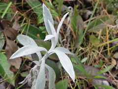 Senecio niveoaureus