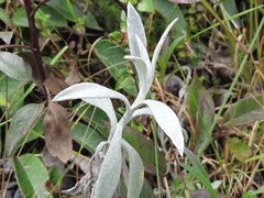 Senecio niveoaureus