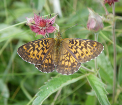 Boloria angarensis