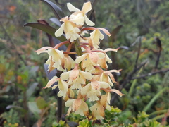 Epidendrum sumacoense
